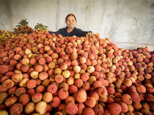 Phát triển sản phẩm chủ lực tại nông thôn miền núi: Mục tiêu mới trong ứng dụng công nghệ